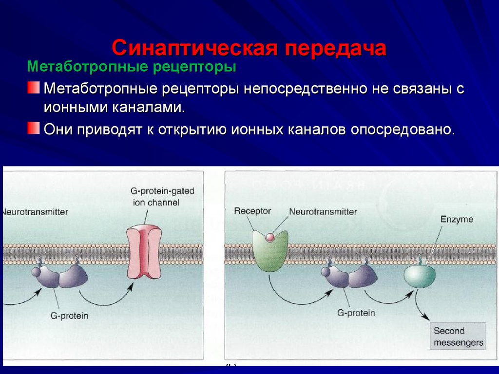 Метаботропные рецепторы это