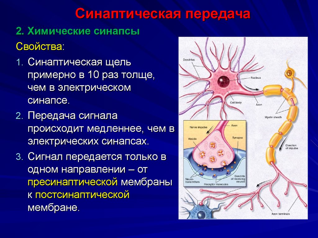Путь передачи нервного импульса в мозг