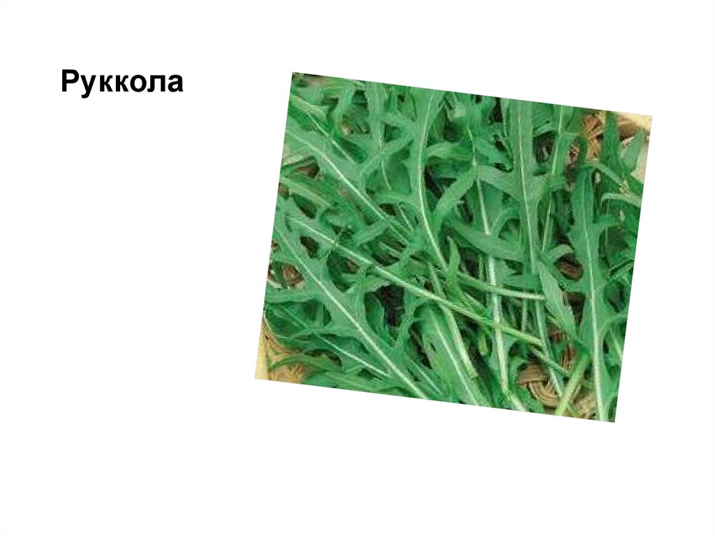 Руккола корневая