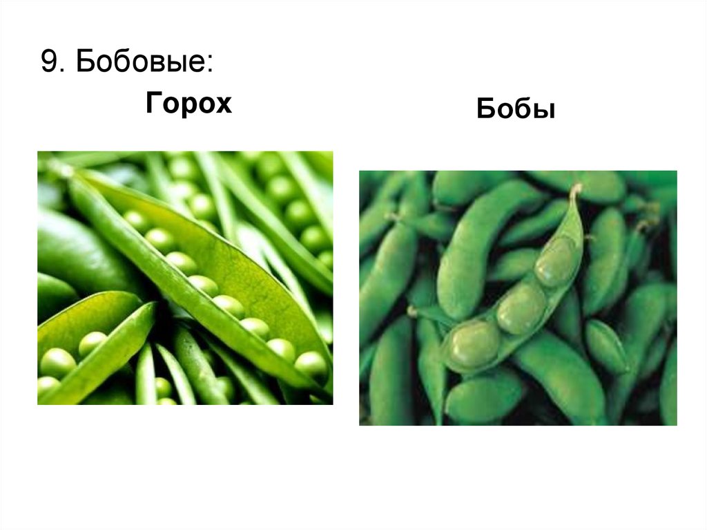 Отличие горох сахарный от овощного