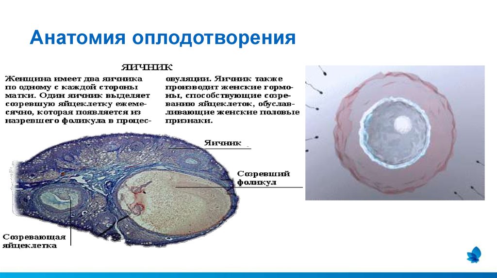 Оплодотворение яйцеклетки в яичнике. Оплодотворение анатомия. Кластер оплодотворение. Процесс оплодотворения у человека. Оплодотворение Акушерство.