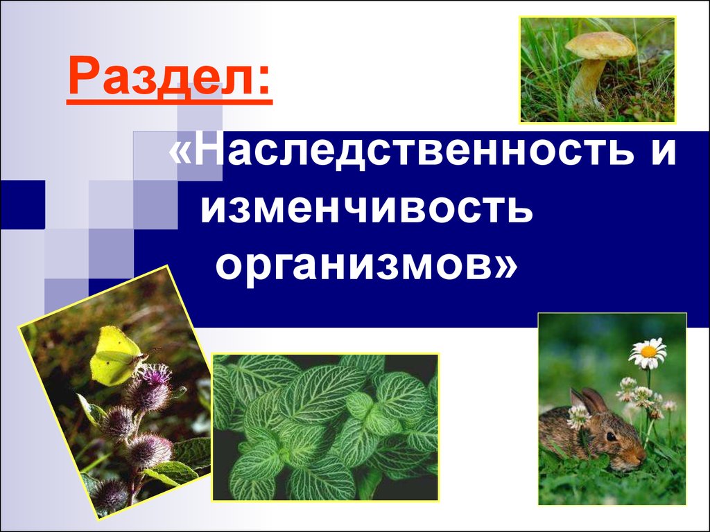 Презентация на тему наследственность и изменчивость