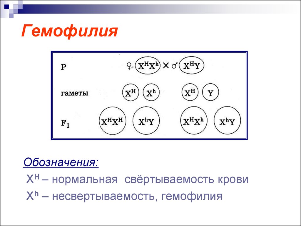 Сцепление с полом. Гемофилия обозначение. Гемофилия кариотип. Гемофилия как обозначается в задачах. Ген гемофилии обозначается.