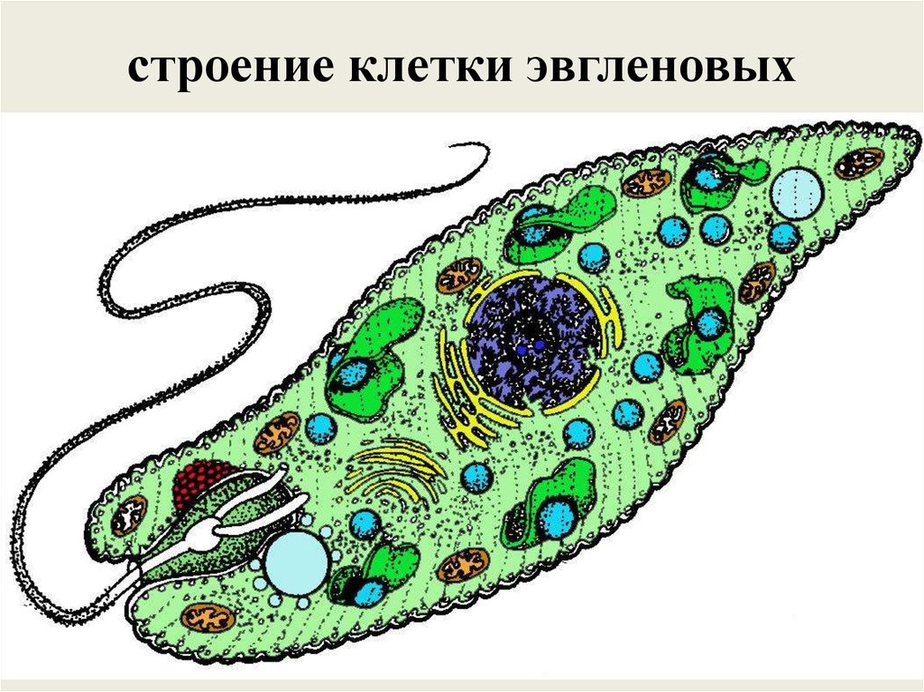 Строение эвглены зеленой. Эвгленовые (Euglena, trachelomonas),. Одноклеточные водоросли эвгленовые. Эвглена зеленая. Жгутиконосцы эвглена.