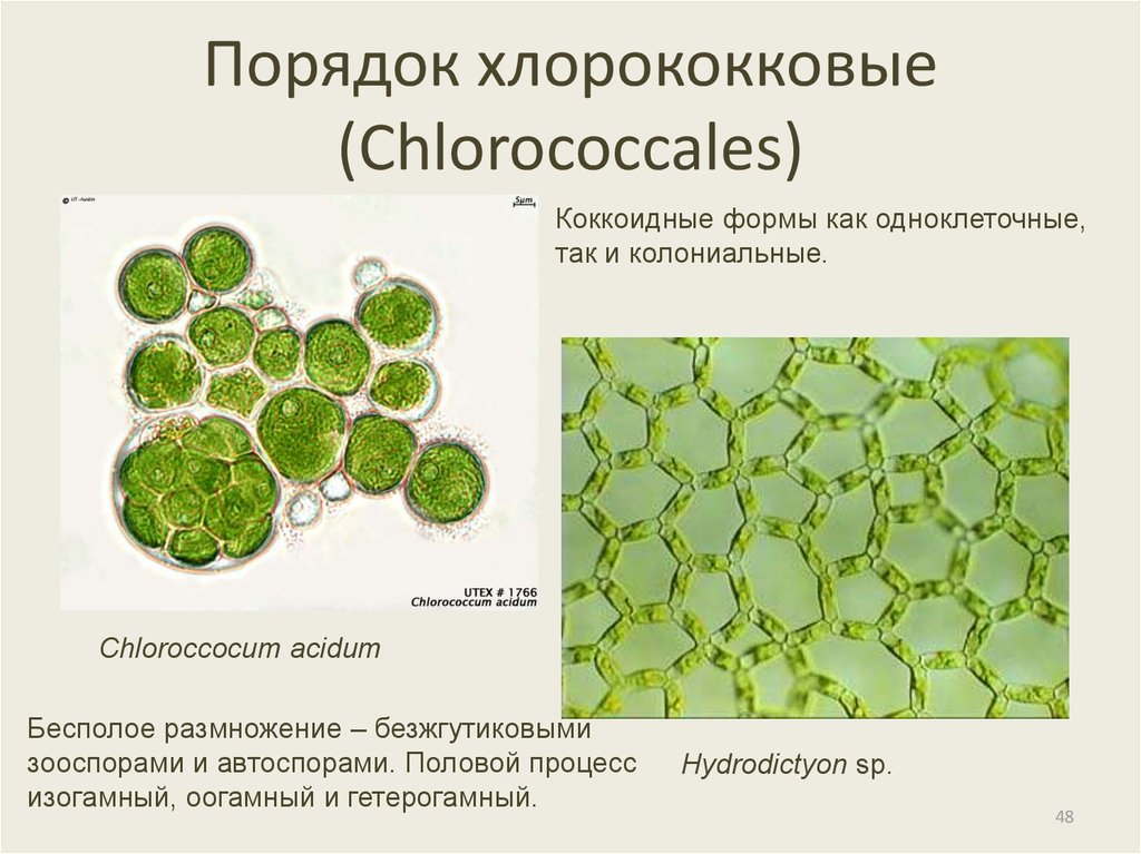 Представители порядков. Хлорококк размножение. Хлорококковые водоросли. Хлорококковые водоросли строение. Гидродикцион Тип таллома.