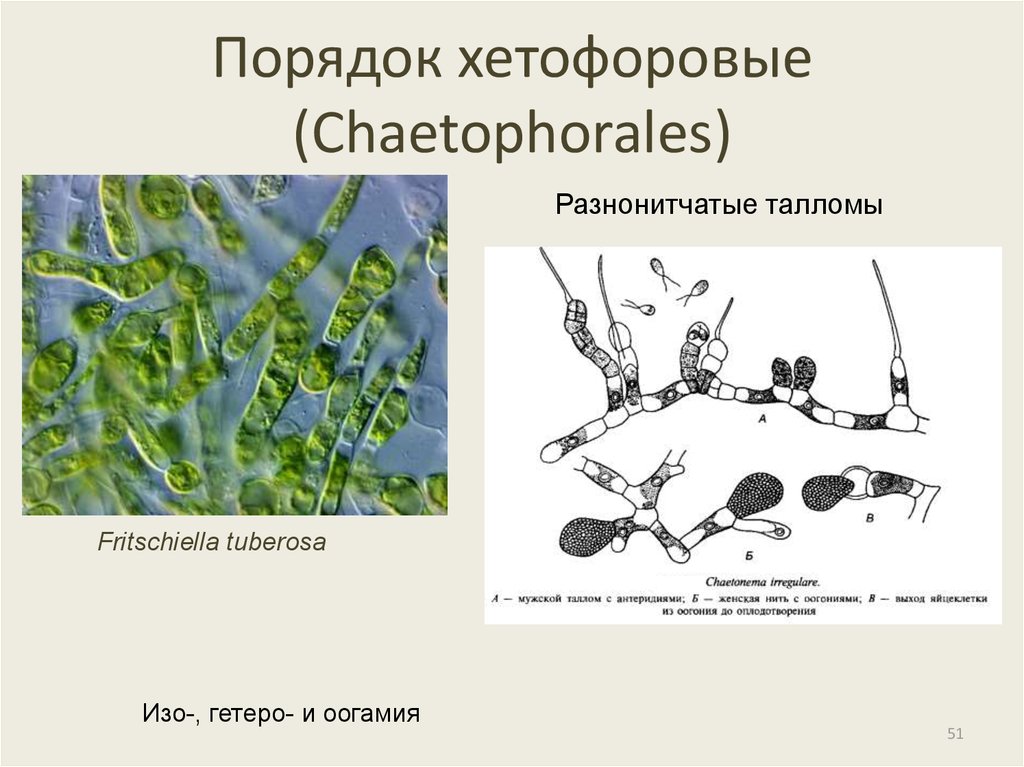 Имеют недифференцированный таллом могут иметь. Разнонитчатые цианобактерии. Хетофоровые. Хетофоровые водоросли. Жизненный цикл цианобактерий.