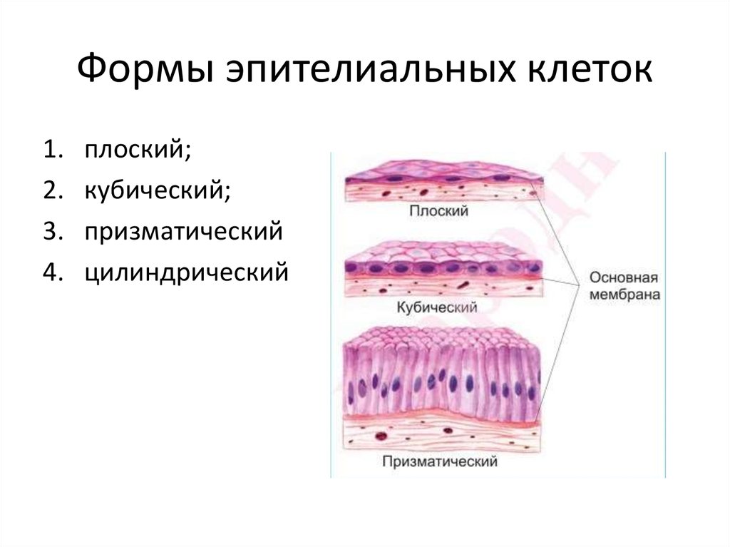 Клетки эпителиальной ткани виды. Эпителиальная ткань плоский кубический цилиндрический. Форма клеток однослойного эпителия. Клетка покровного эпителия. Клетки эпителия - эпителиоциты.