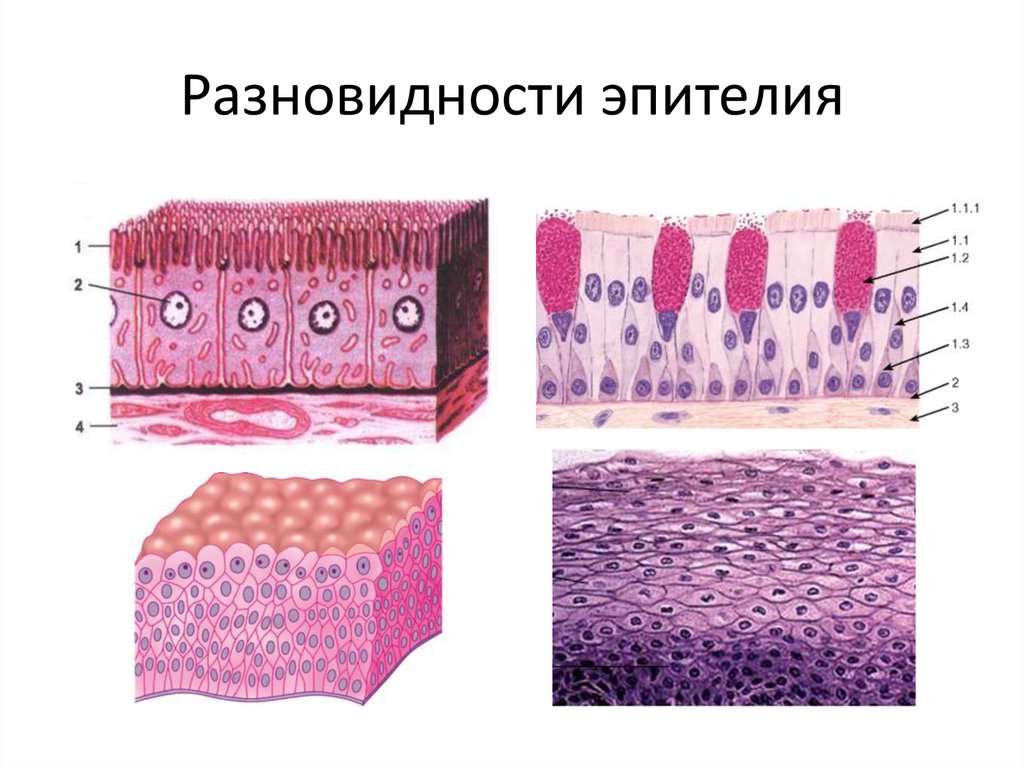 Клетки эпителиальной ткани виды. Эпителиальная ткань многослойный эпителий. Эпителиальная ткань однослойный эпителий. Однослойный плоский эпителий гистология. Эпителиальная ткань гистология.