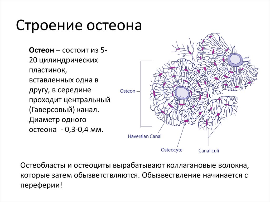 Строение подписи. Схема строения остеона. Строение остеона костная ткань. Схема остеона анатомия. Схема строения остеона гистология.