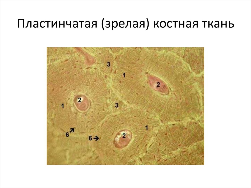 Исследование костной ткани. Пластинчатая костная ткань Остеон. Пластинчатая костная ткань, Остеон препарат гистология. Пластинчатая костная ткань микроскоп. Пластинчатая костная ткань клетки.