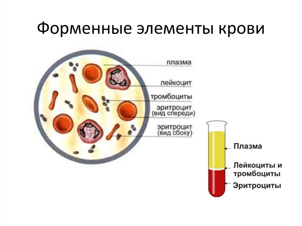 Назовите элементы крови. Схема строения форменных элементов крови. Состав крови форменные элементы. Форменные элементы крови схема. Клетки крови эритроциты лейкоциты тромбоциты рисунок.