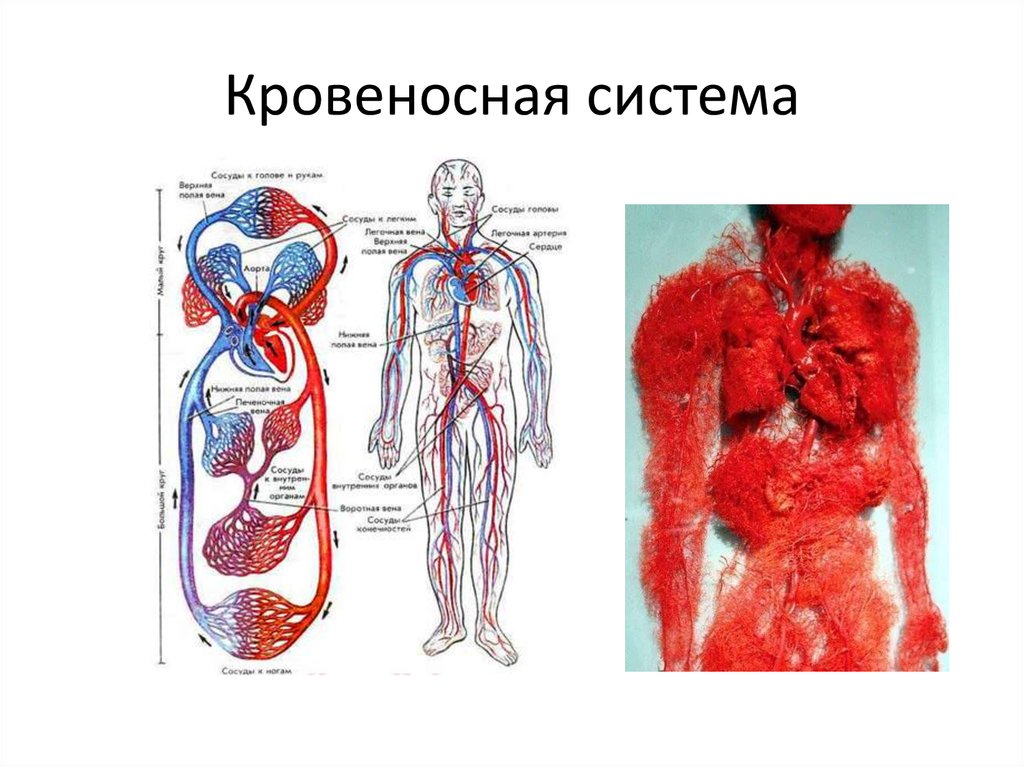 Органы кровеносной системы человека