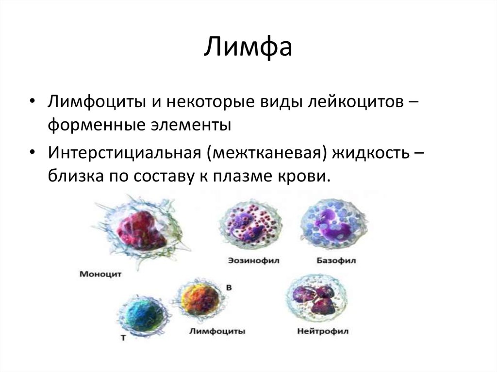 Состав лимфы схема