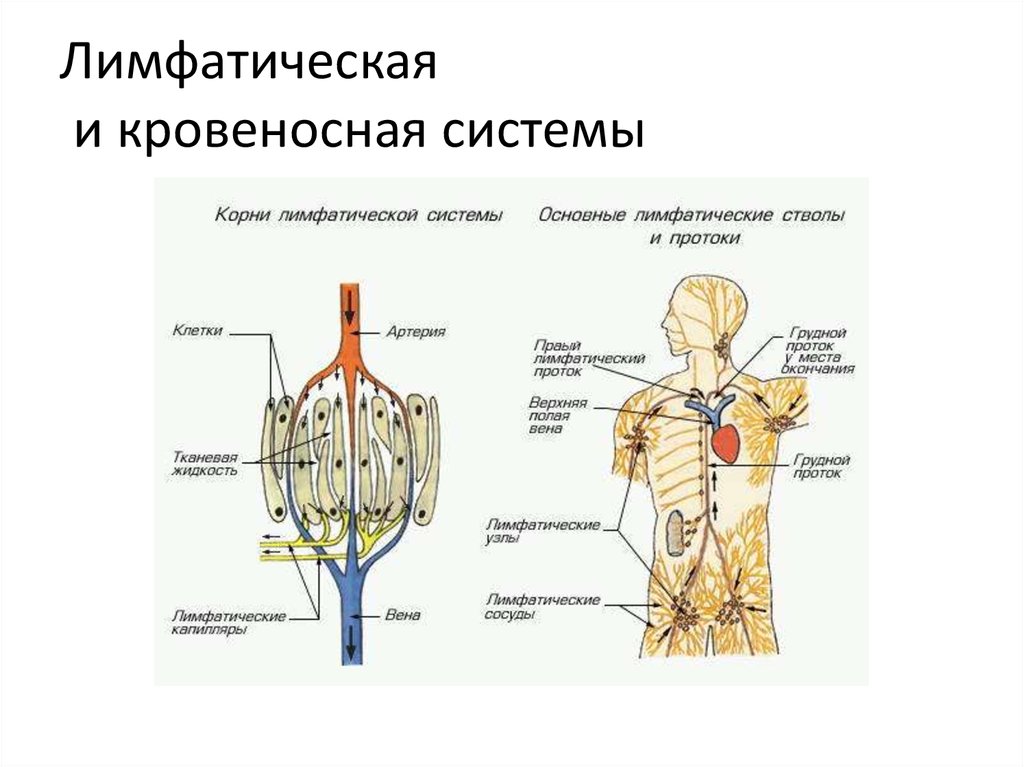 Нервы лимфатических сосудов. Схема кровеносной и лимфатической системы. Что такое лимфатические сосуды в биологии 8 класс. Лимфа человека анатомия. Лимфатические стволы.