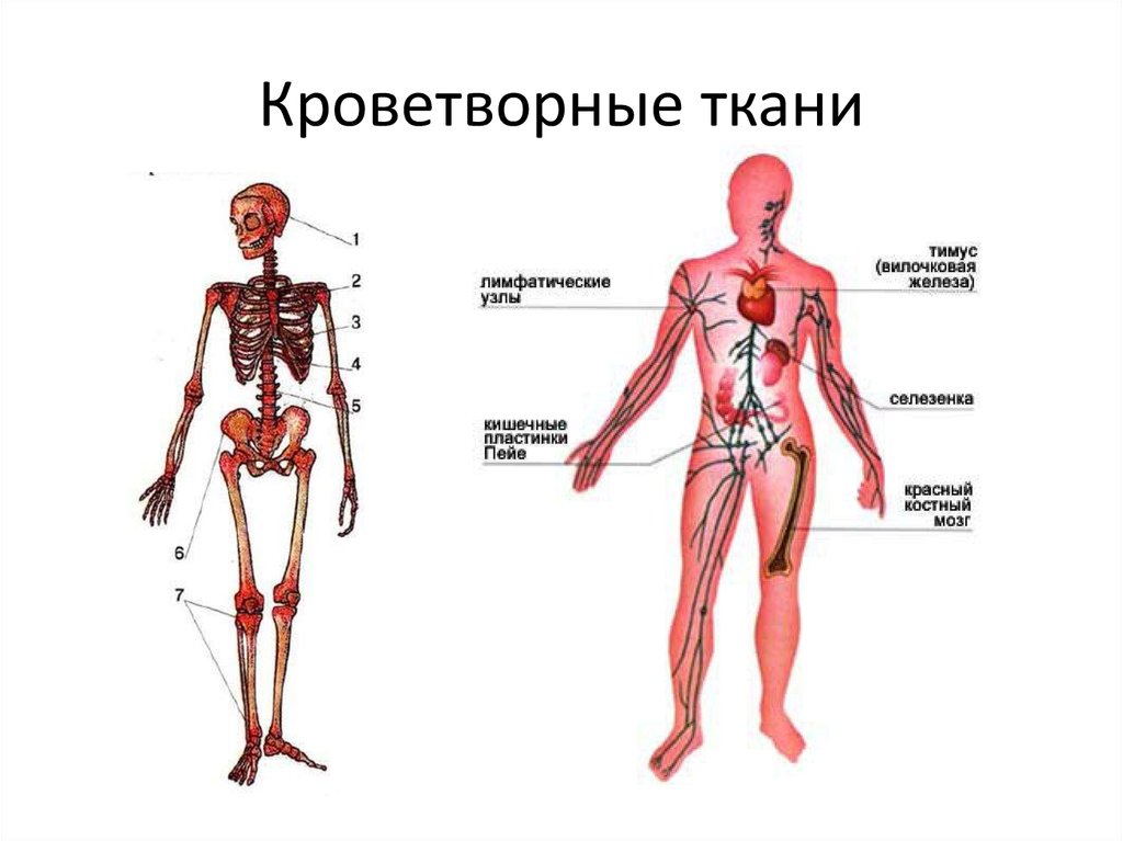 Кроветворение какие органы. Система органов кроветворения человека. Кроветворная система человека схема. Система органов кроветворения схема. Анатомия кроветворной системы человека.
