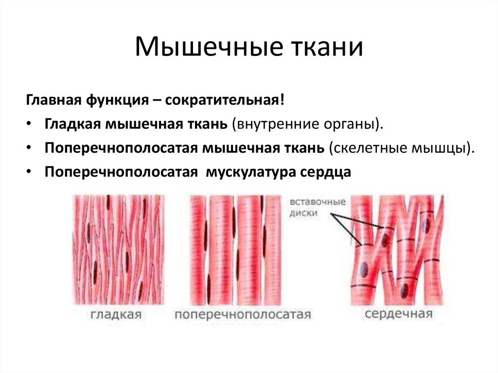 В поперечнополосатой мышечной ткани клетки какие