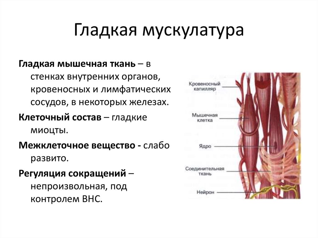 Особенности строения мышечной ткани ответ. Функции поперечно полосатой мышечной ткани человека. Гладкая мускулатура. Гладкие мышцы. Структура гладкой мышцы.