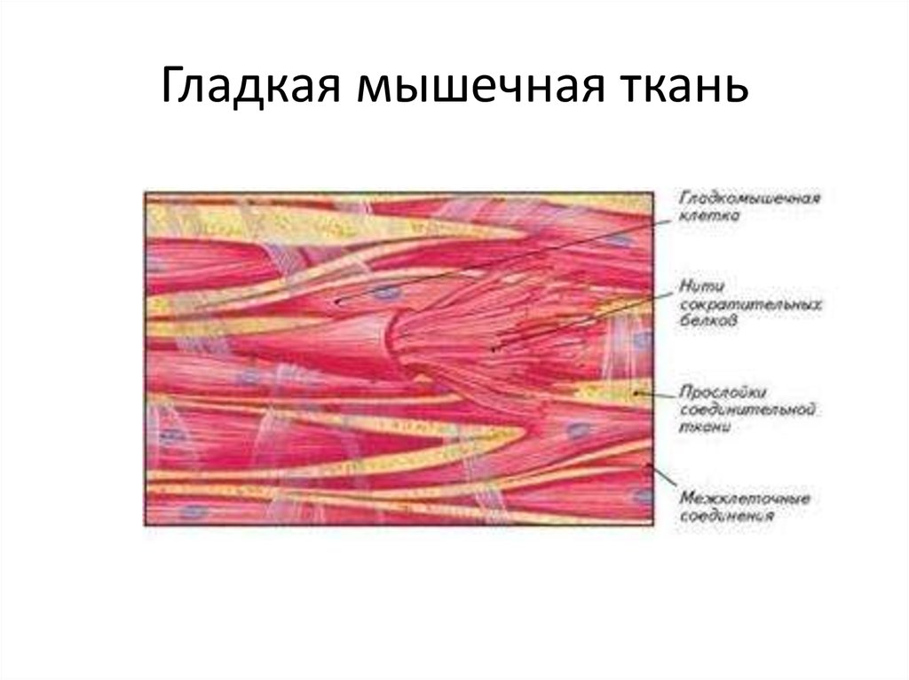 Гладкая мышечная ткань рисунок с подписями