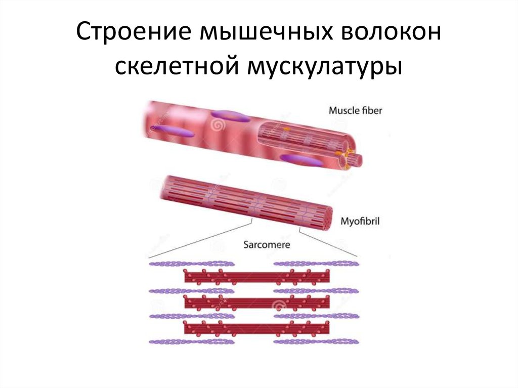 Рисунок строение мышечного волокна