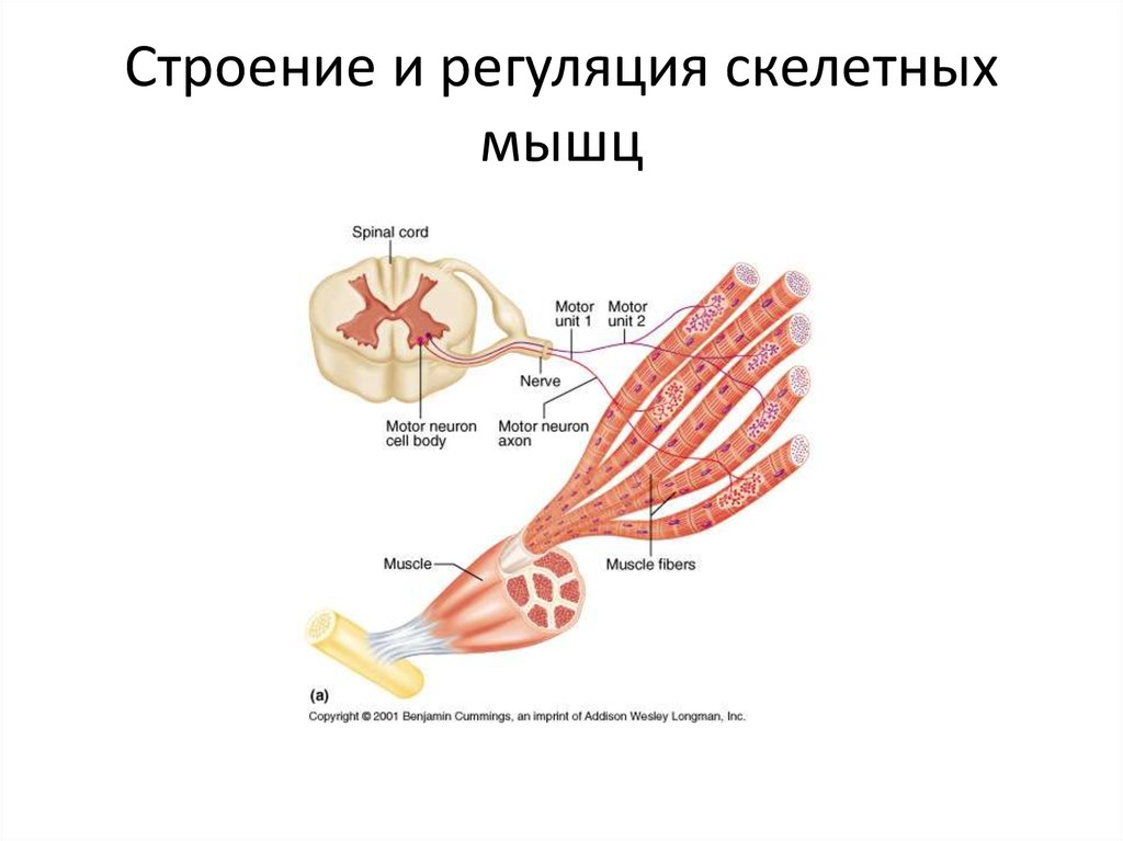 Каково строение скелетной мышцы