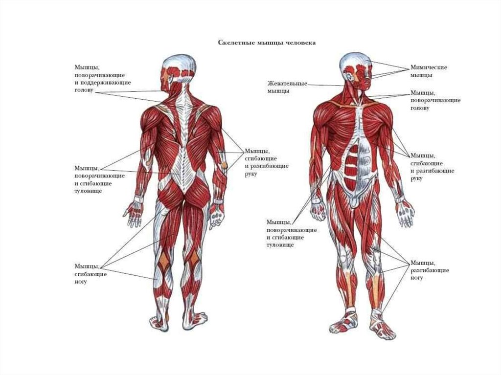 Мышечная карта человека