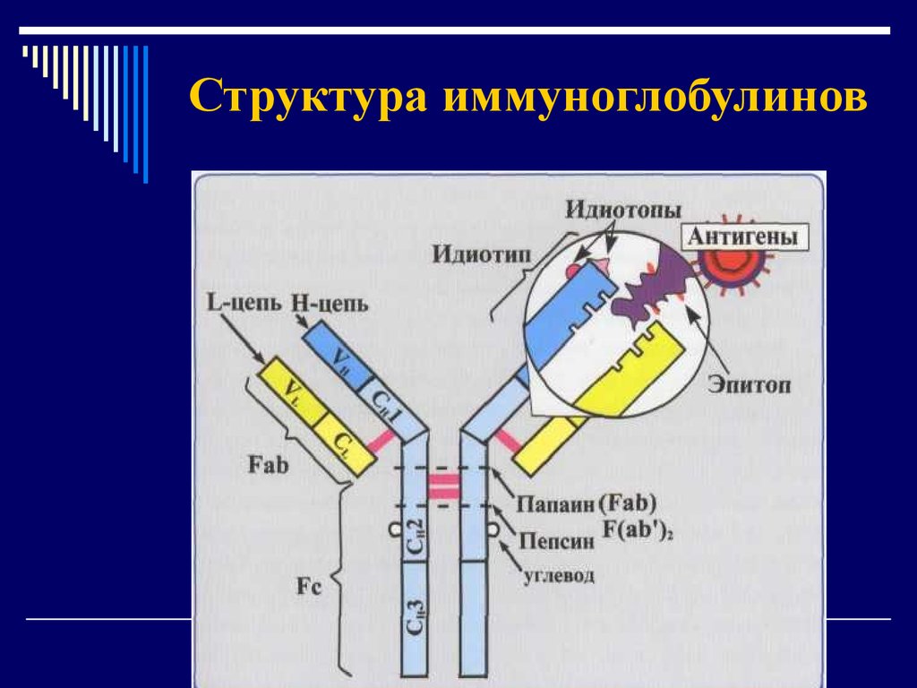 Схема строения иммуноглобулинов