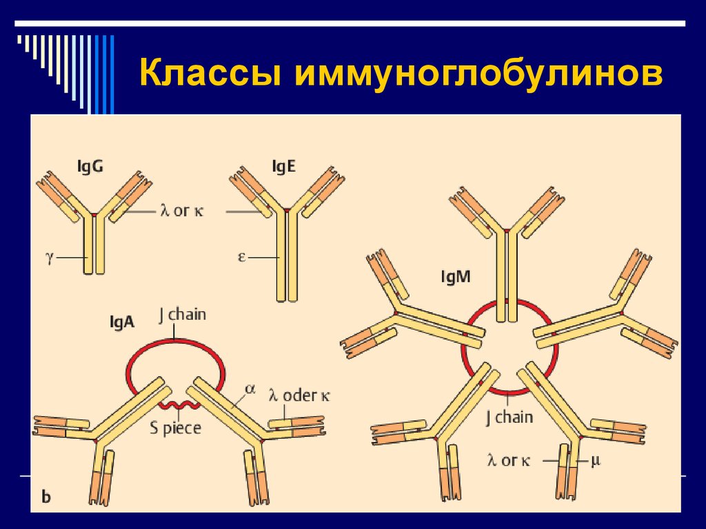 Отличия иммуноглобулинов. Класс 1 антител иммуноглобулина. Антитела иммуноглобулины структура классы. Антитела классы и подклассы иммуноглобулинов. Строение и классификация иммуноглобулинов..