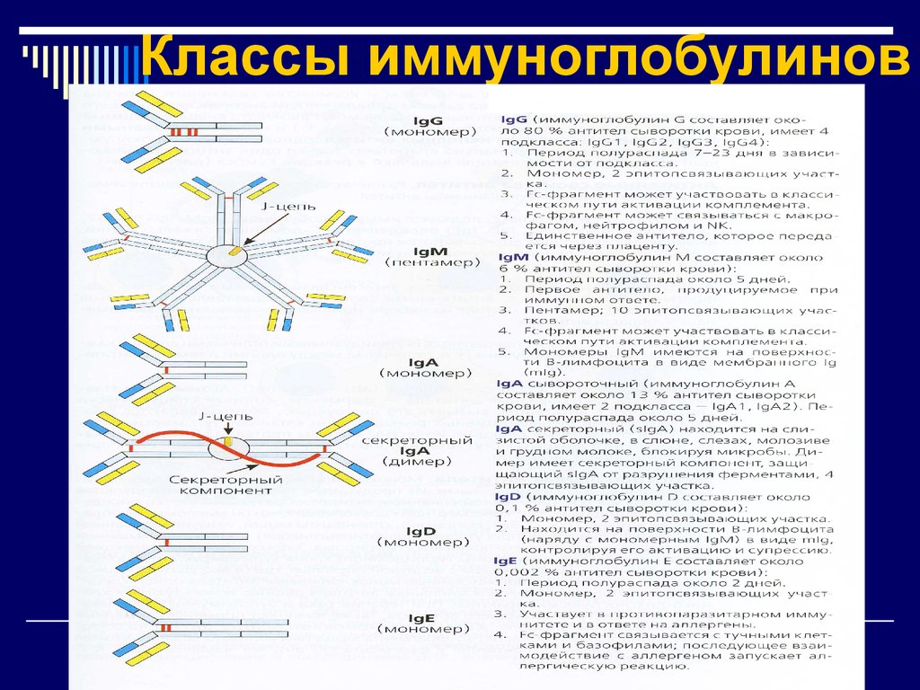 Иммуноглобулины ковида