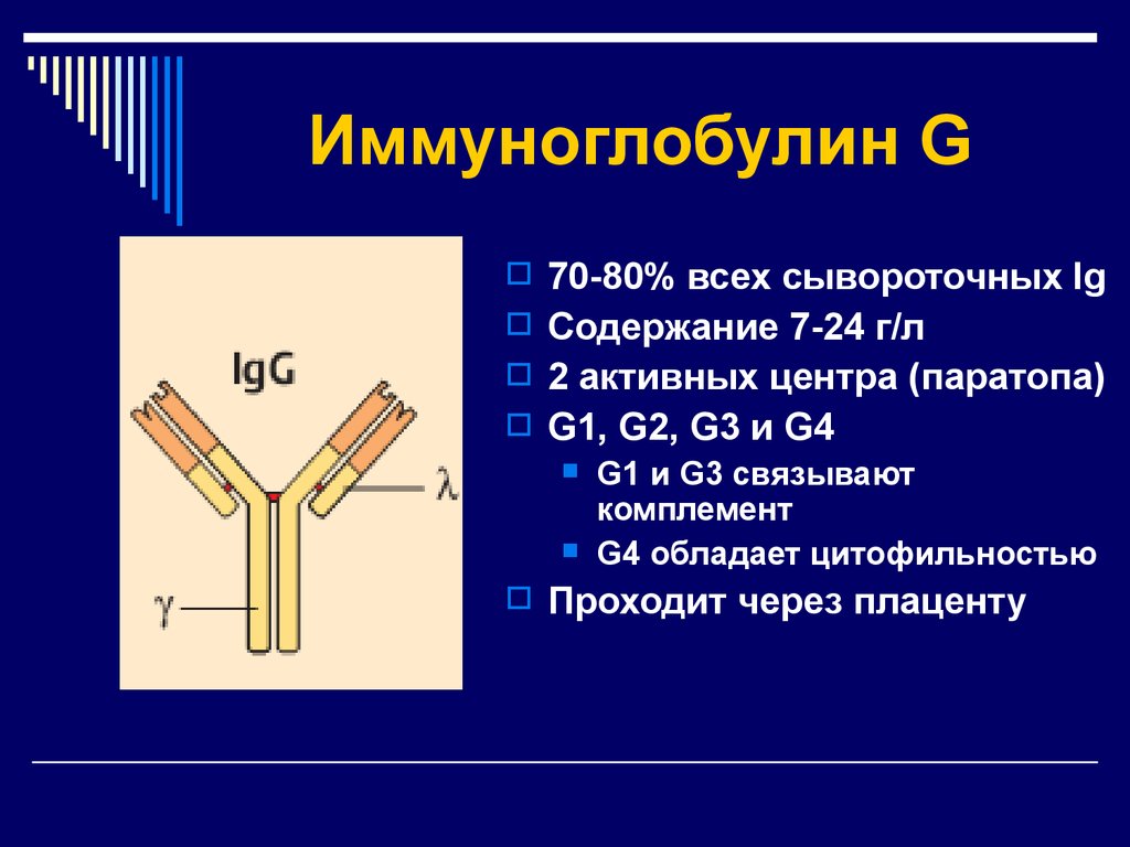 Чем отличаются иммуноглобулины. Функции иммуноглобулины g4. Иммуноглобулины класса g (IGG). Иммуноглобулина (Immunoglobulin, ig) g4/Каппа. Иммуноглобулины JG g2.
