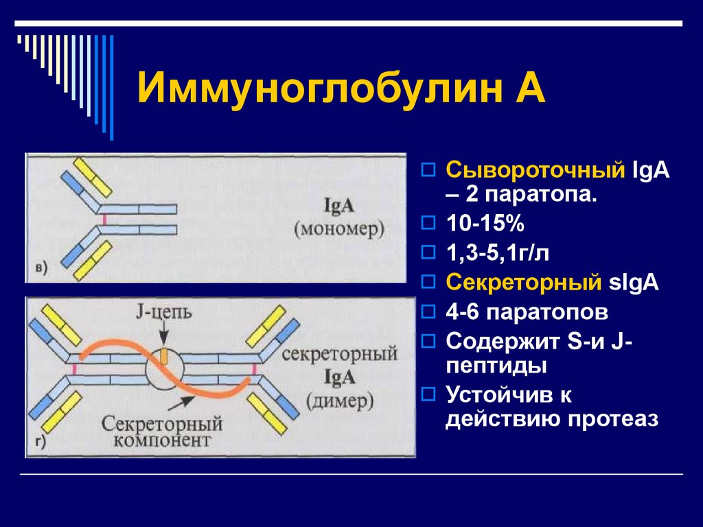 Схема иммуноглобулина g