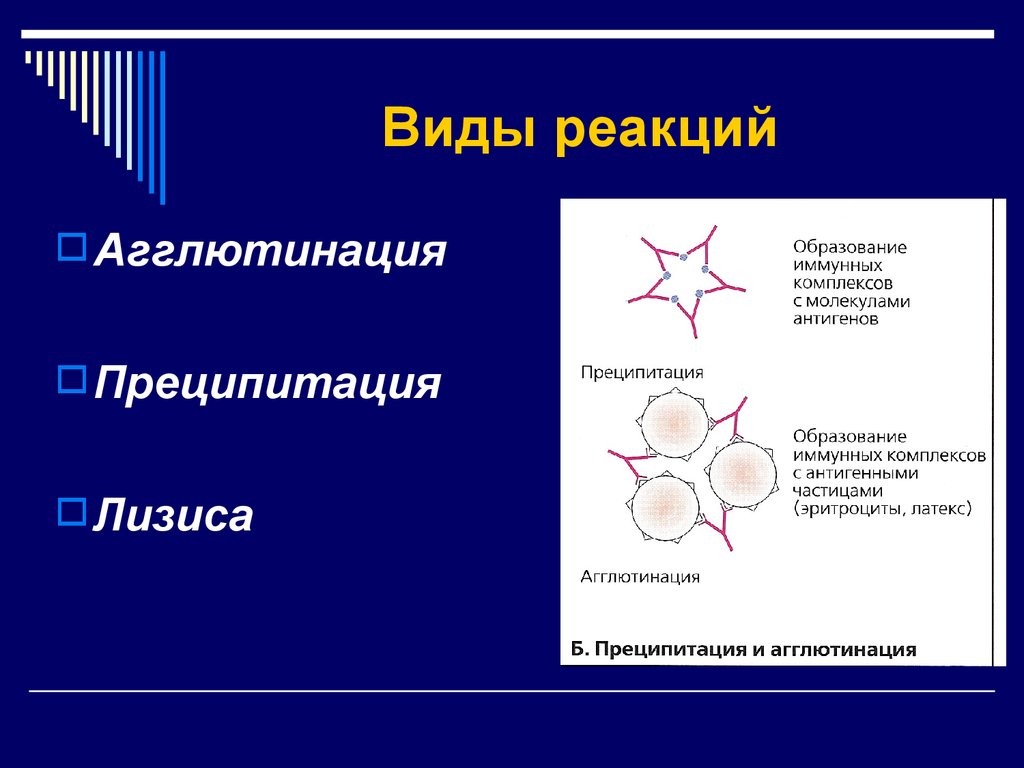 Реакция агглютинации антиген