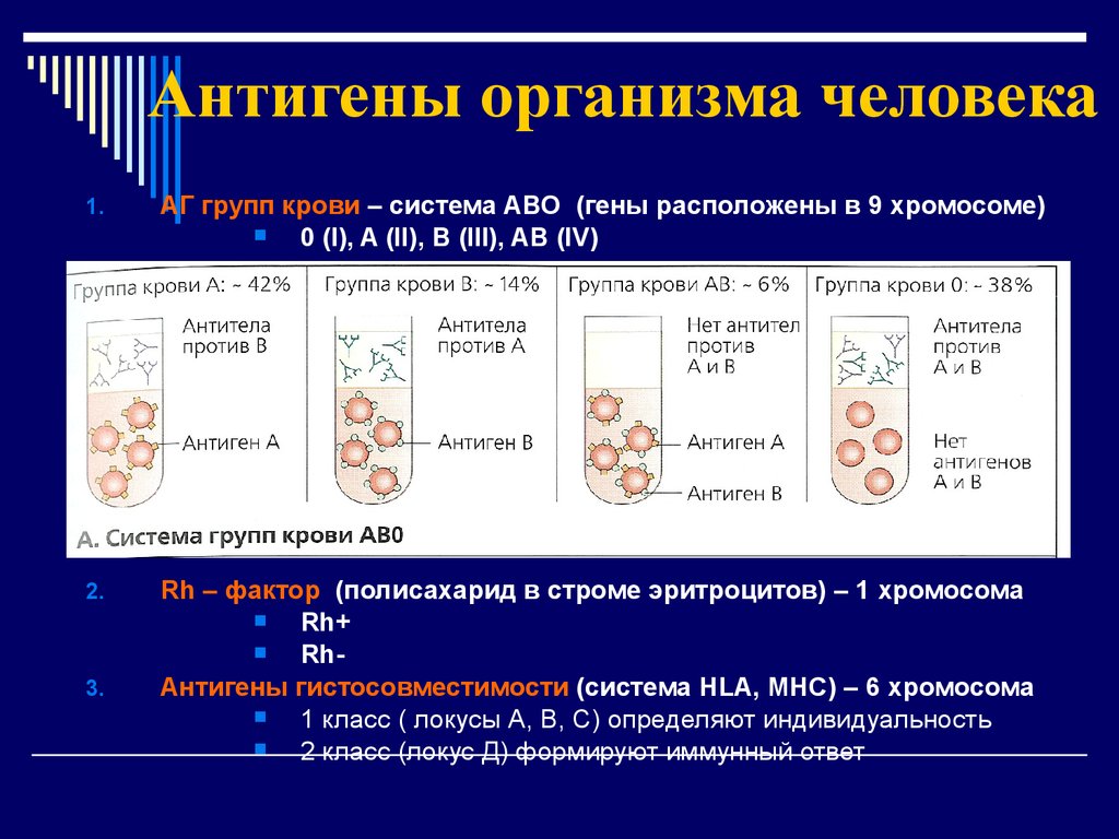 Основные группы антигенов