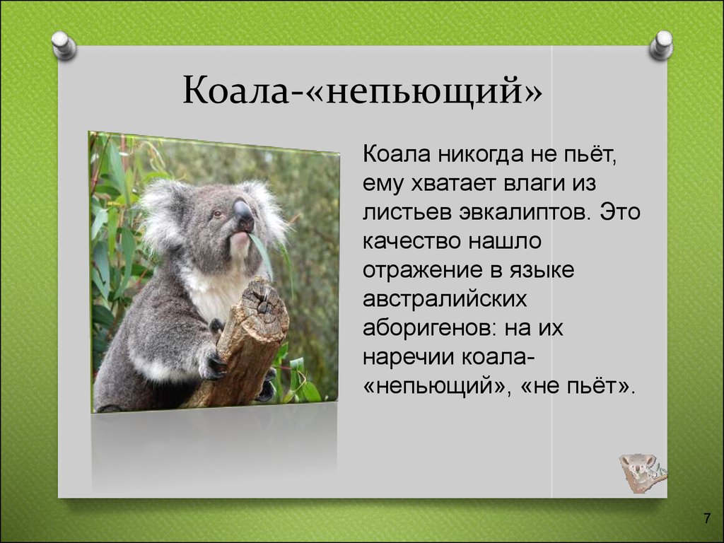 Сообщение о коале. Коала презентация. Факты о коалах. Самые интересные факты о коале. Коала интересные факты для детей.