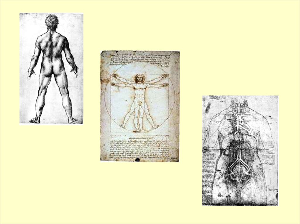 Основоположник современной научной анатомии. Гераклитовая анатомия человека. Анатомия человека Лейпциг 1893 год.