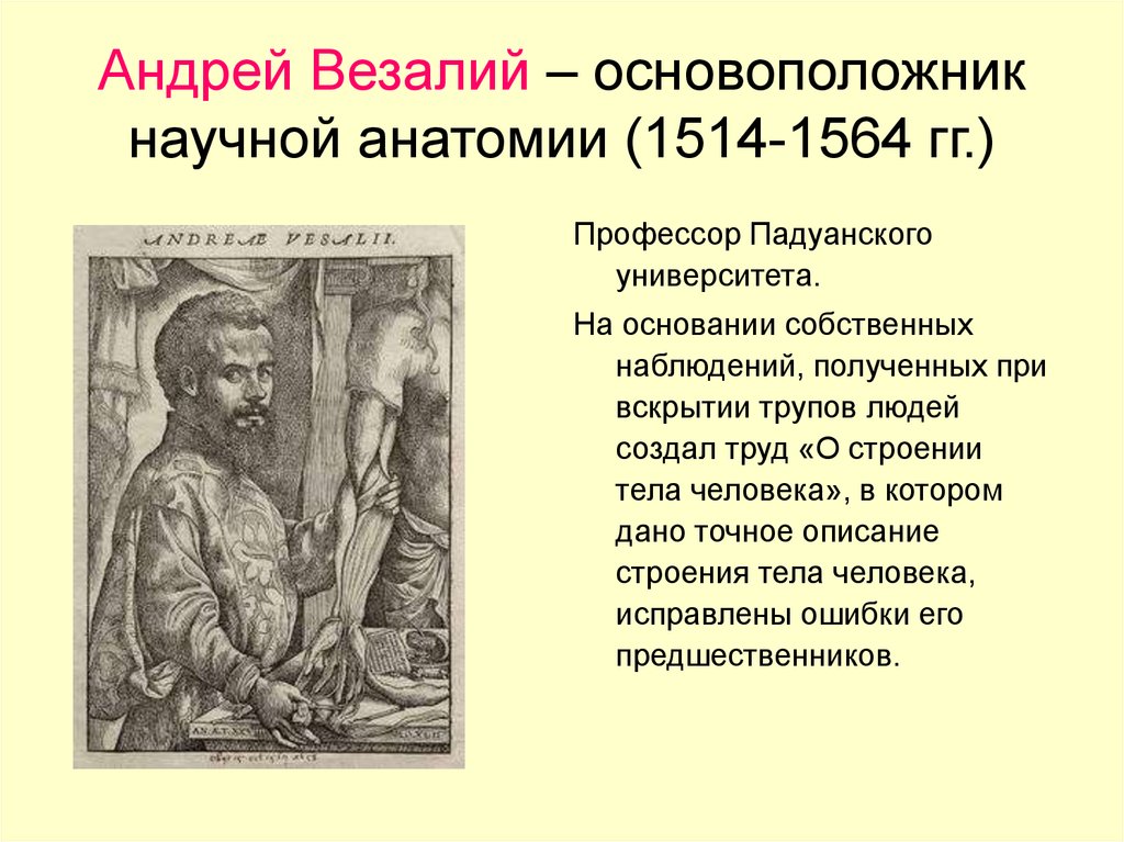 Анатомия везалия. Везалий (1514-1564)детство. Везалий основоположник научной анатомии. Андрей Везалий основоположник научной.