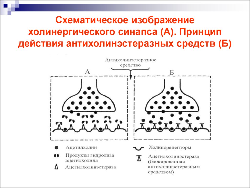 Холинергический синапс рисунок