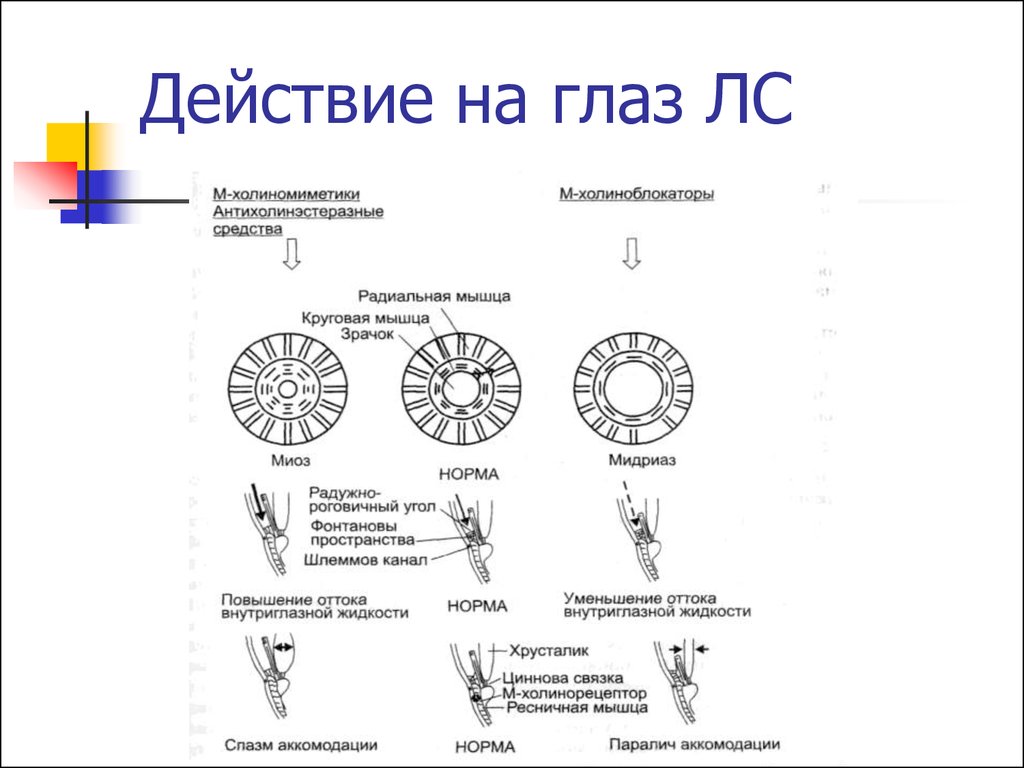 Используя рисунок объясните действие холиноблокаторов на глаз и механизм сопутствующих эффектов