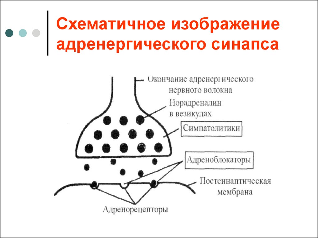 Норадреналин синапс. Строение синапса фармакология. Схема строения адренергического синапса. Схема синапса фармакология. Схема адренергического синапса фармакология.