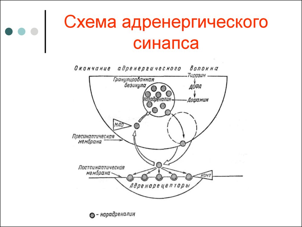 Средства влияющие на синапсы. Схема строения адренергического синапса. Схема работы адренергического синапса. Схема адренергического синапса фармакология. Схема передачи импульса в адренергическом синапсе.