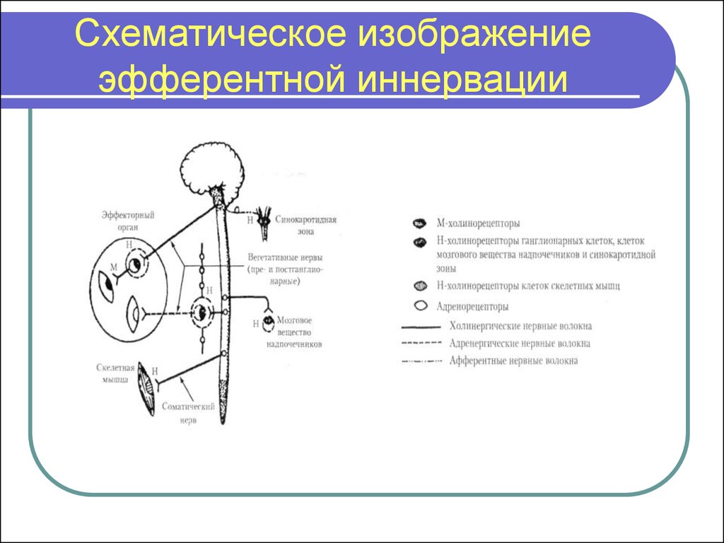 Схема эфферентной иннервации