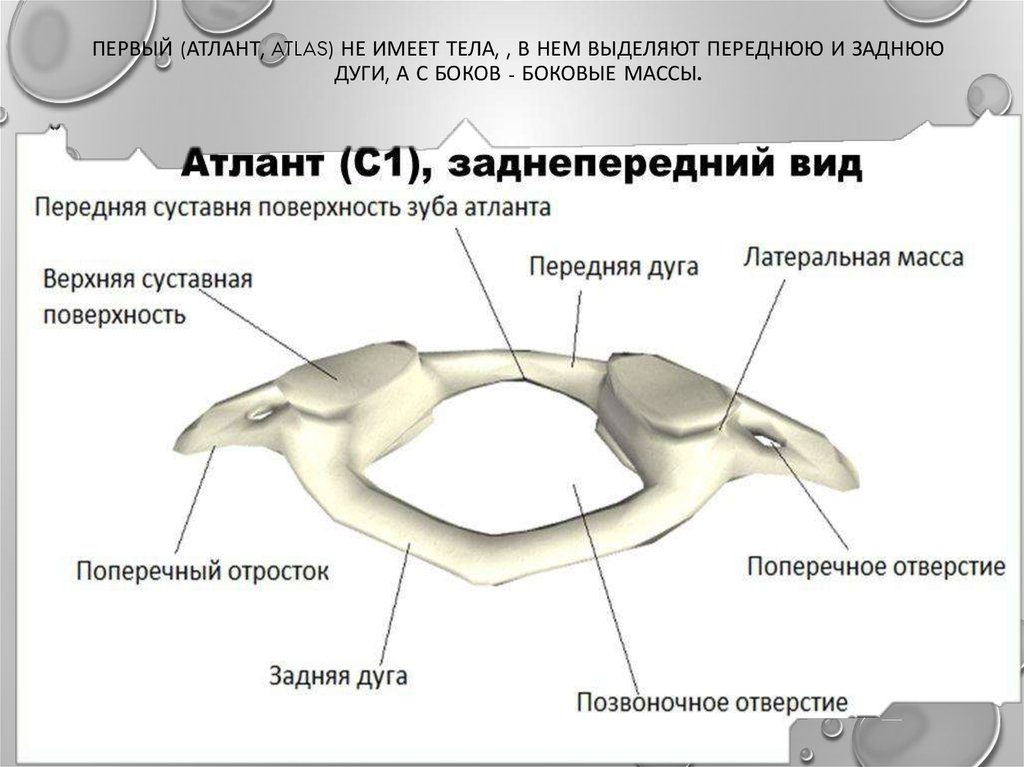 Какой атлант лучше