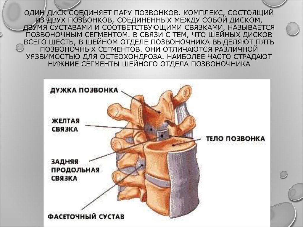 Задняя дужка позвонка