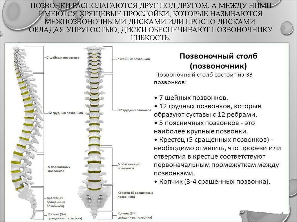 5 поясничный позвонок. Шейные позвонки нумерация. Позвонки с2-с7. С5 т1 позвоночник. Норма шейных позвонков сбоку.