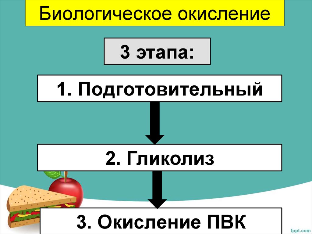 Биологическое окисление биохимия схема