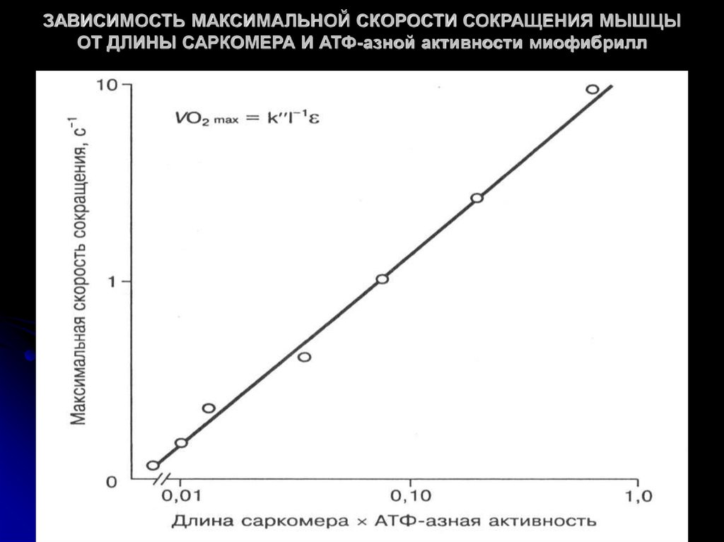 Скорость мышц. Зависимость силы сокращения от длины саркомера. Зависимость силы сокращения от скорости мышечного сокращения. Зависимость силы от длины мышцы. Скорость сокращения мышц зависит от.