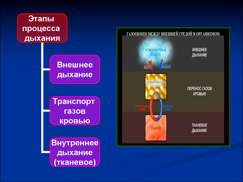 Особенности внутреннего дыхания