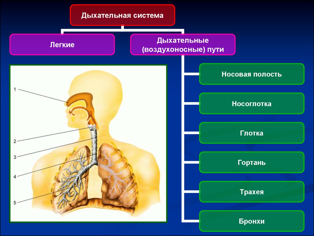 Воздухоносные пути включают