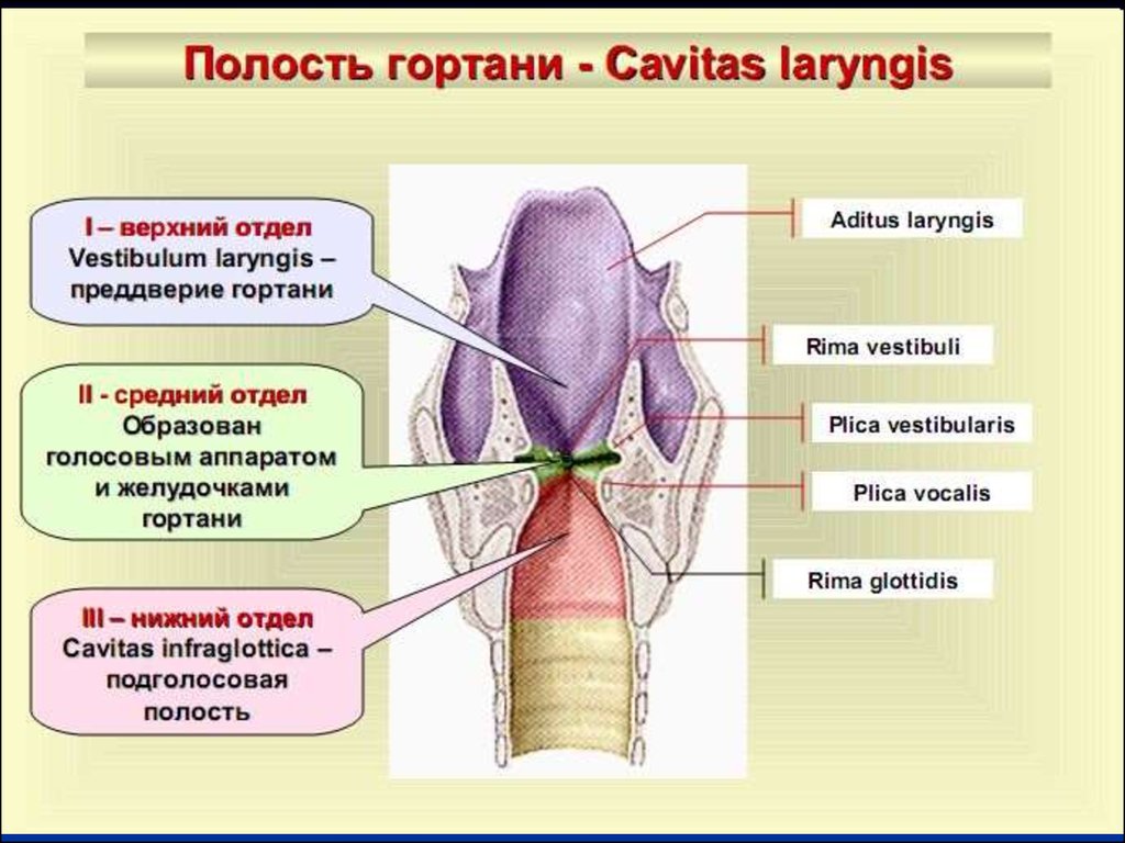 Отсутствовать полость. Полость гортани анатомия строение. Анатомия гортани отделы гортани. Этажи гортани человека анатомия. Строение отделов полости гортани..