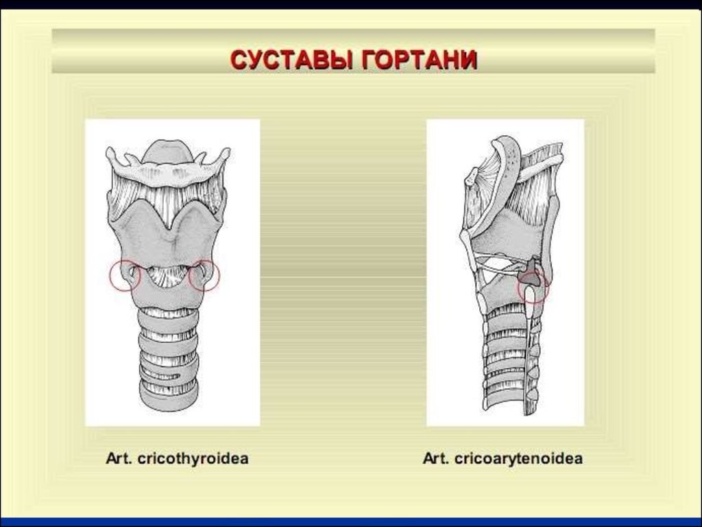 Обозначьте рисунок гортань. Перстнещитовидный сустав гортани. Сочленения хрящей гортани. Перстнещитовидный сустав и перстнечерпаловидный сустав. Суставы гортани.