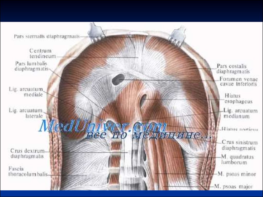 Части диафрагмы. Ножки диафрагмы анатомия человека. Пояснично реберный треугольник диафрагмы. Слабые места диафрагмы топографическая анатомия. Правый купол диафрагмы латынь.